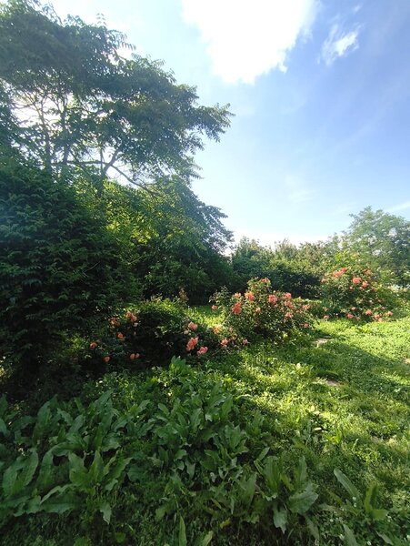 Jilava- Tineretului- Casa solida- 1000mp Teren-260mp -175.000 EUR