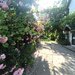 Jilava- Tineretului- Casa solida- 1000mp Teren-260mp -175.000 EUR